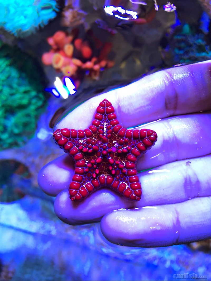 深圳龙威 澳洲饼干海星