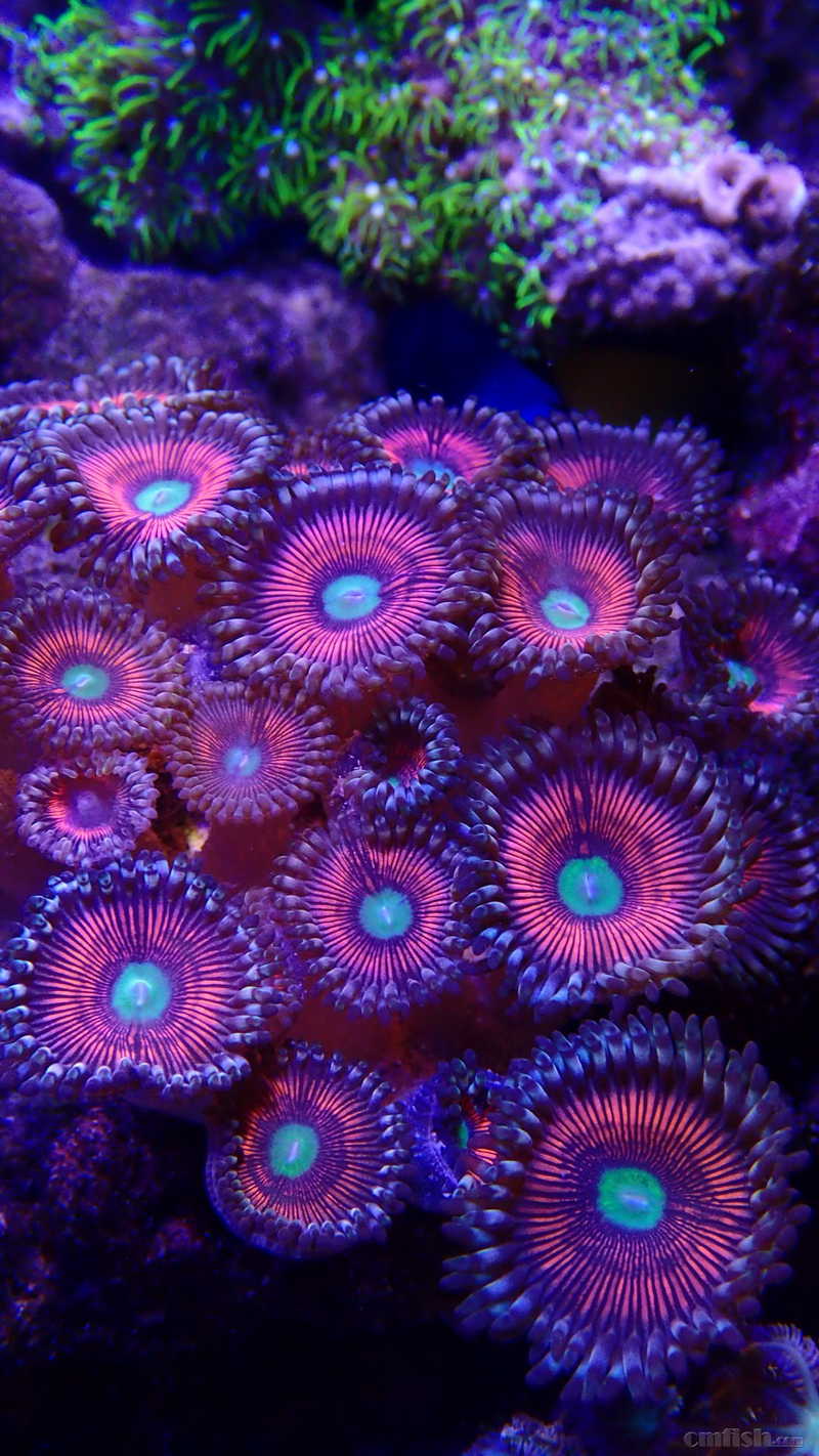 宝山出点自己繁殖的珊瑚.泡泡菇,红单苞,爵士,艾伦之眼,红菇 - 上海地