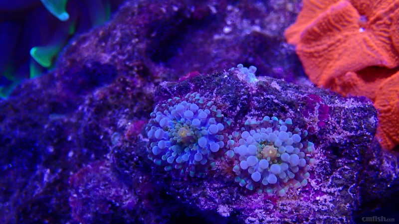 宝山出点自己繁殖的珊瑚.泡泡菇,红单苞,爵士,艾伦之眼,红菇
