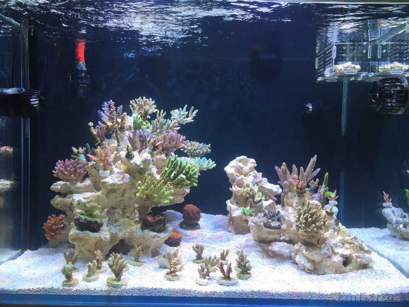 新开一个大点的硬骨缸 - 硬珊瑚缸展示区(sps reef tank) - cmf海友