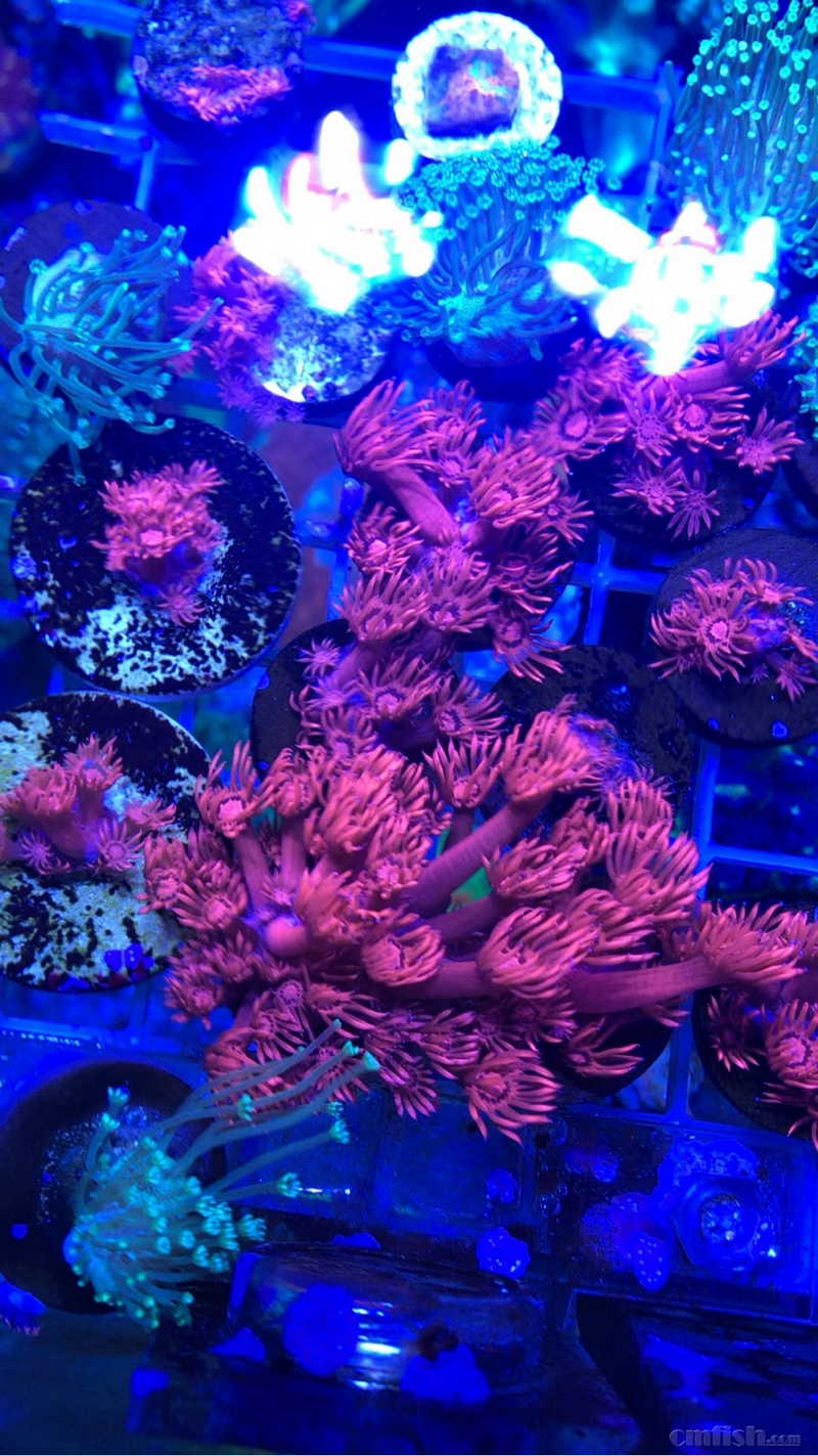 明价出些小精品珊瑚价格便宜红单苞调色盘瓦片脑