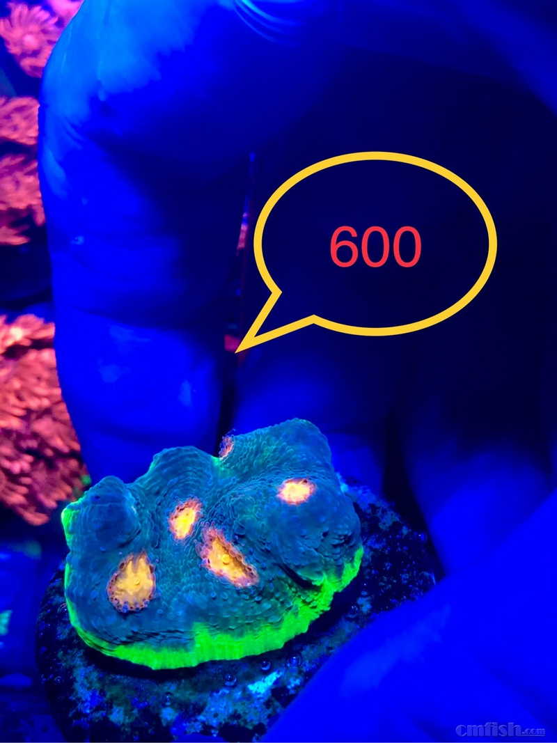 明价出些小精品珊瑚价格便宜红单苞调色盘瓦片脑