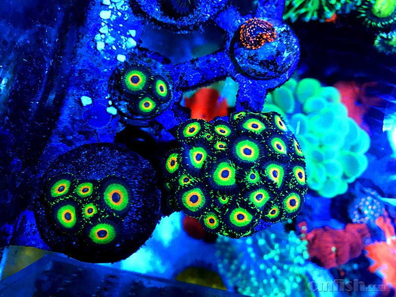 朝阳大悦城附近出养定桃尾仙女龙,金属孔雀眼纽扣