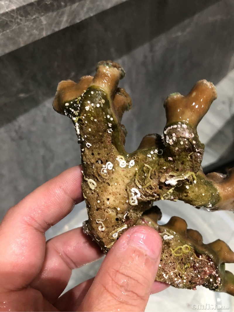 这是螺旋管虫?还是其它,需要清理吗?比之前发现的大很多!