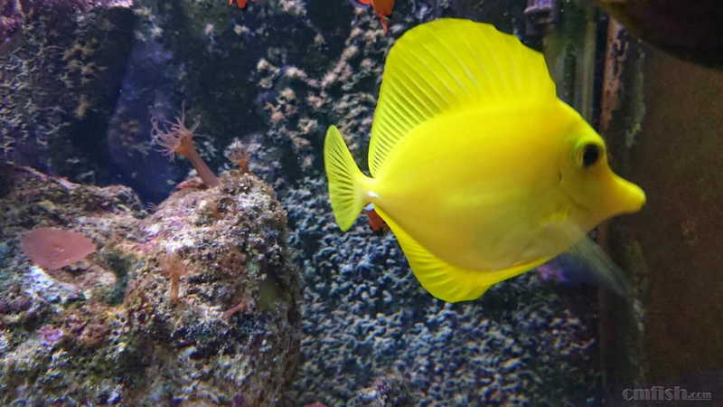 北沙滩出小丑鱼, 黄金吊  已出>