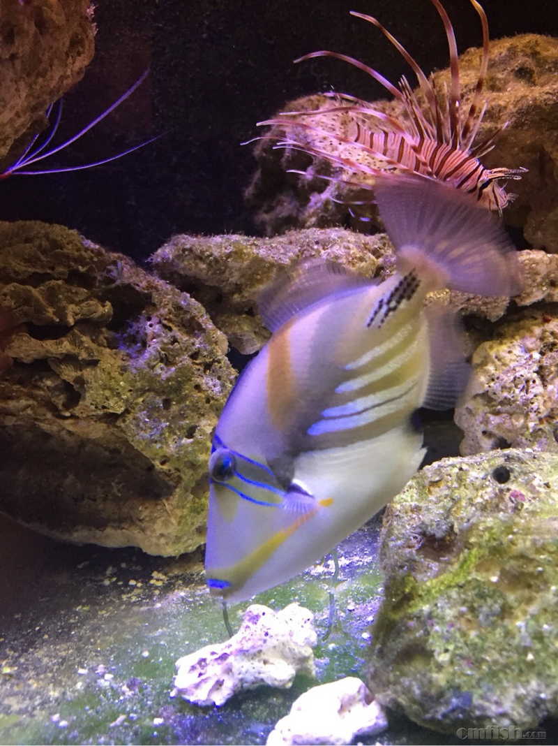 已送 送送送,鸳鸯炮弹