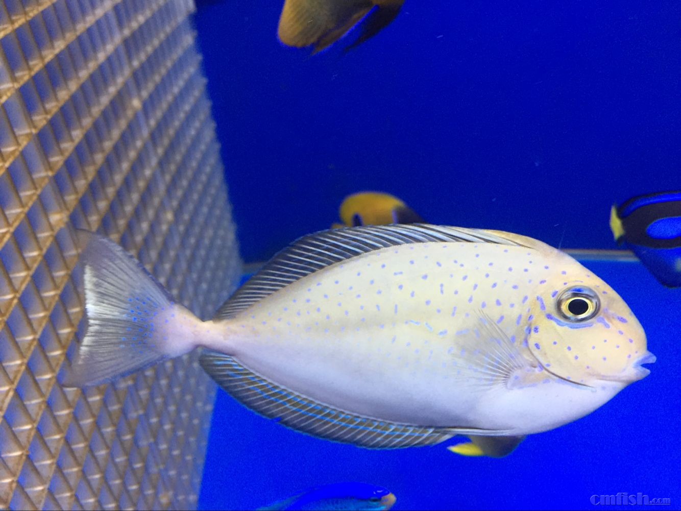 大连出售蓝点吊