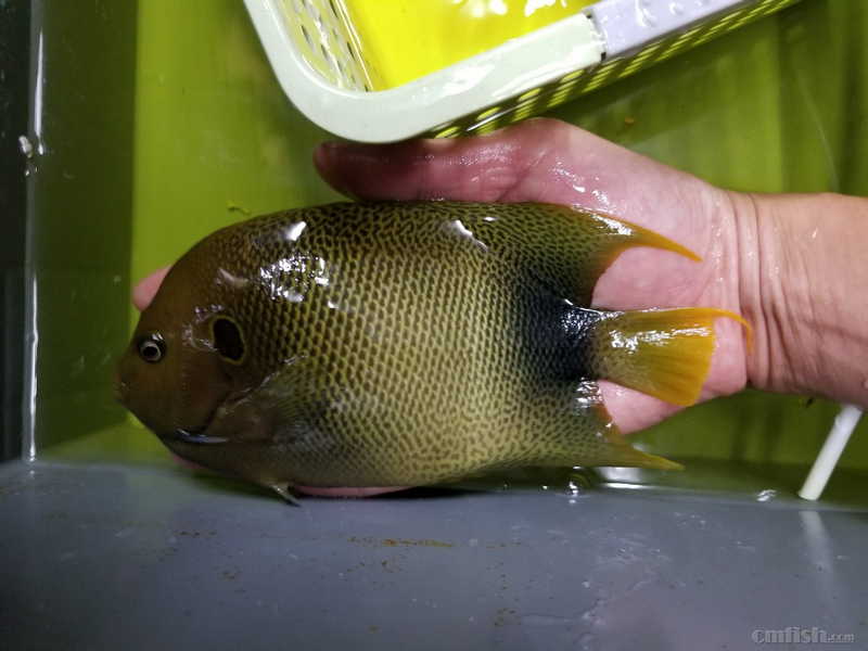 19日美国超大,超橙红红雀24-27分,西非仙12-17分