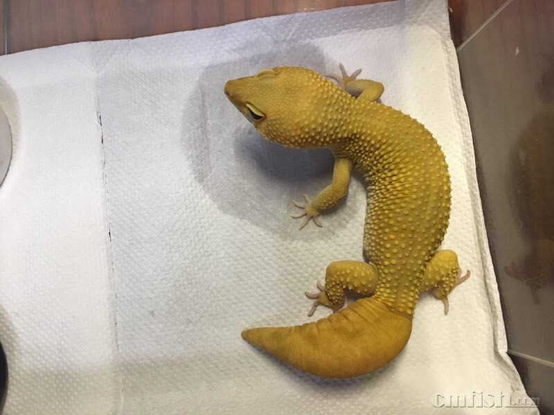 清豹纹守宫