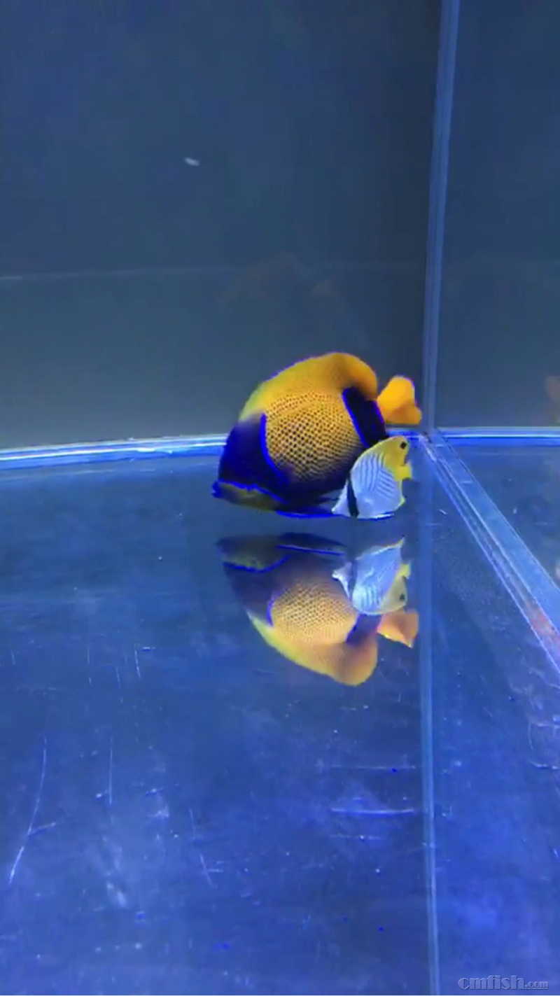 出马鞍神仙 白尾兰环神仙