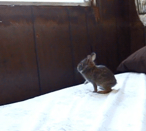 14.gif
