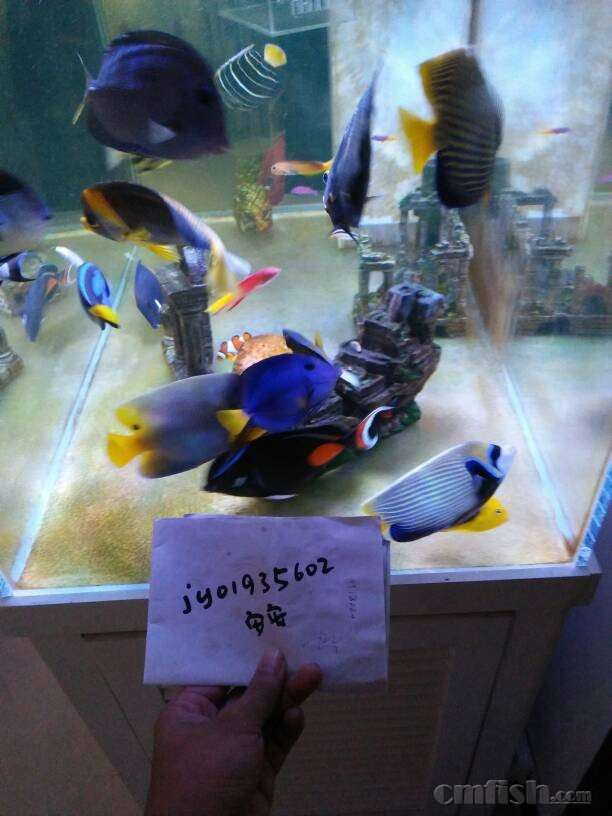 Fot转珊瑚缸 最后几条大鱼 骨折出了 二手交流区 Cmf海友论坛 手机版 Powered By Discuz