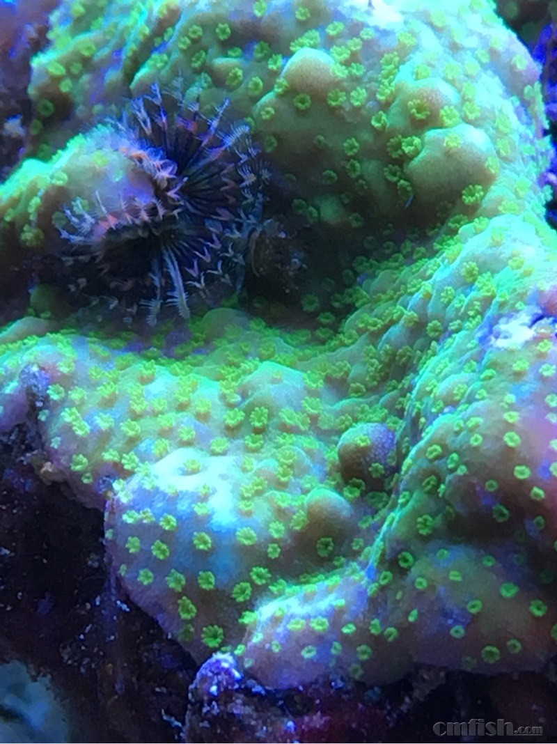 212410g12vvis1i5li01et.jpg