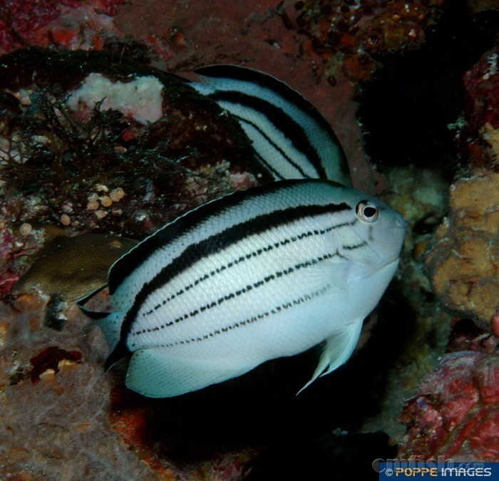 123为拉马克.45为蓝宝王,鼠标放图上能看到学名和中文正式名