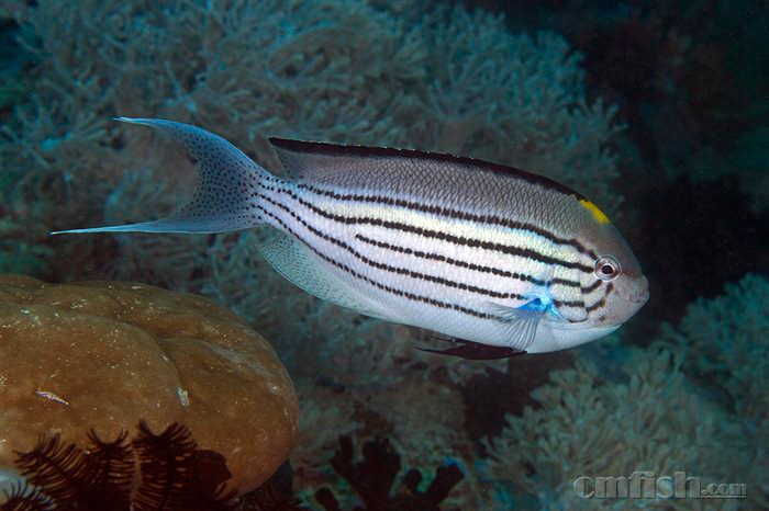 月蝶鱼genicanthus lamarck2.jpg