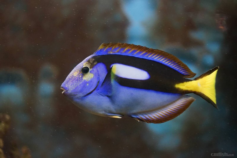 北京 陶然亭 出售三年蓝吊和魔鬼炮弹