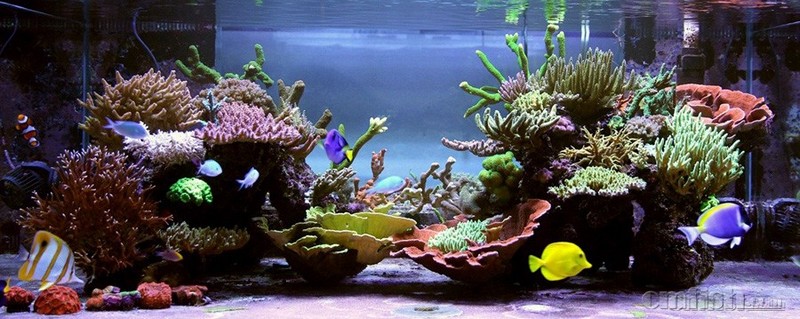 海缸造景分类概述