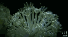 08.gif
