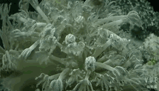 10.gif