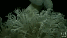 11.gif