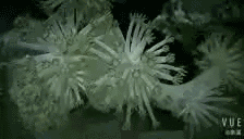 14.gif