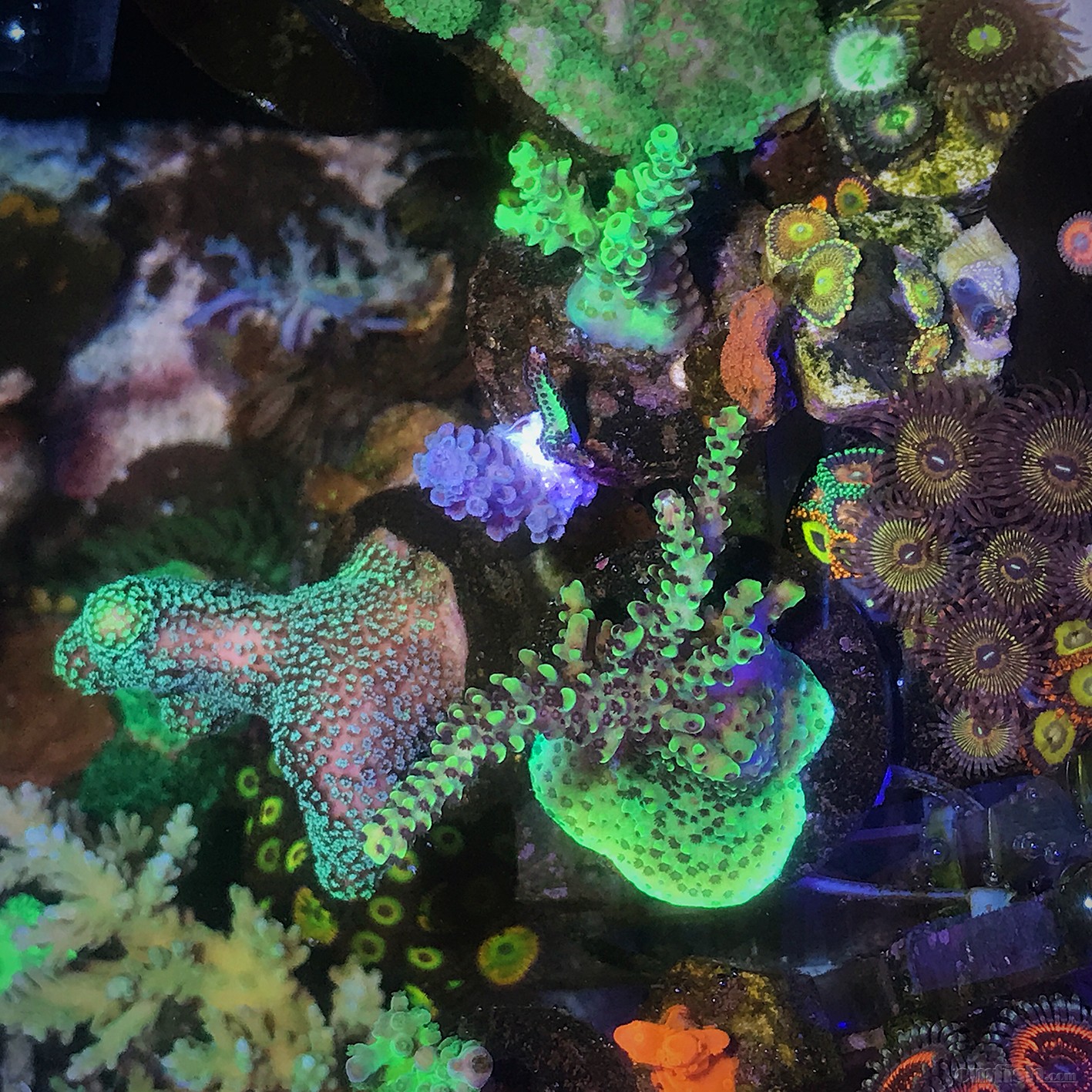 jebao捷宝ow造浪球360度无死角造浪泵新品测评【菜头弟弟】第8次完结