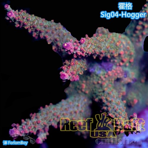 Sig04-2-霍格-400_副本.jpg