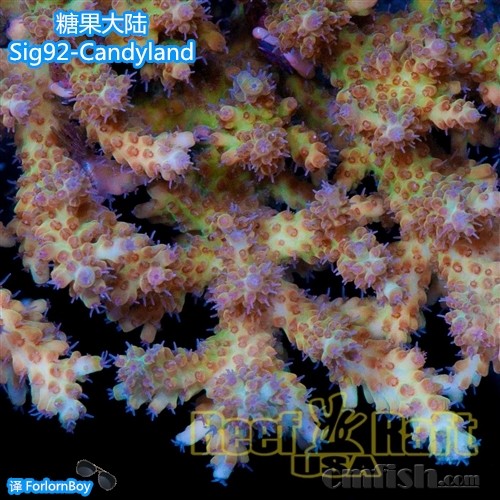 Sig92-2-Candyland-350 糖果大陆_副本.jpg