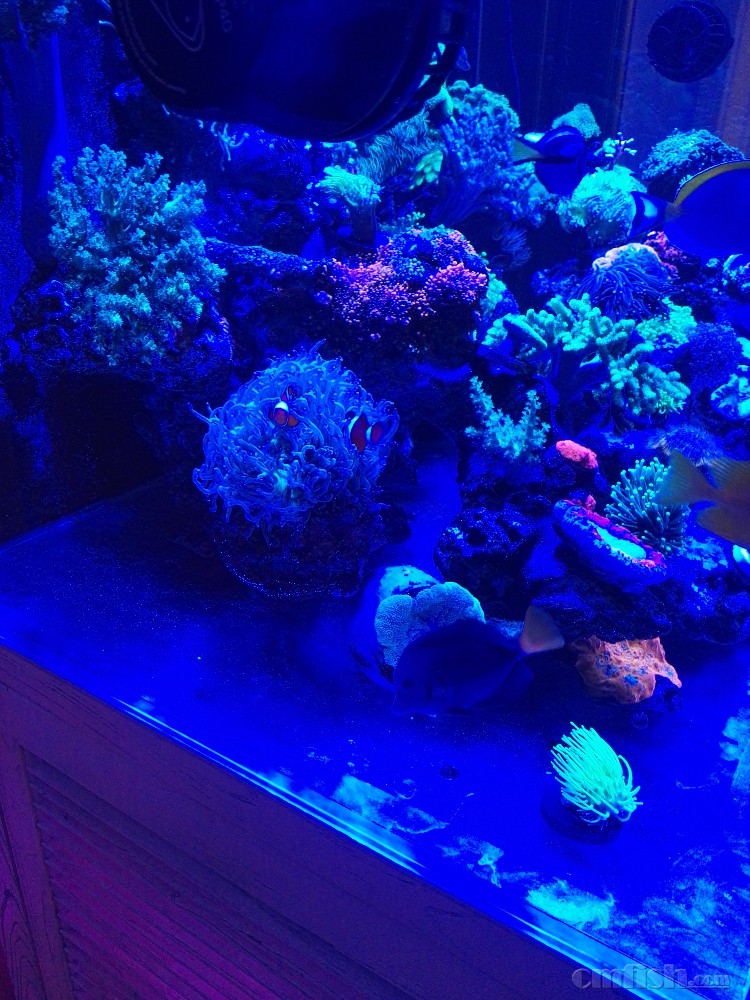 jebao捷宝ow造浪球360度无死角造浪泵新品测评(ow-40)12月11日第七次