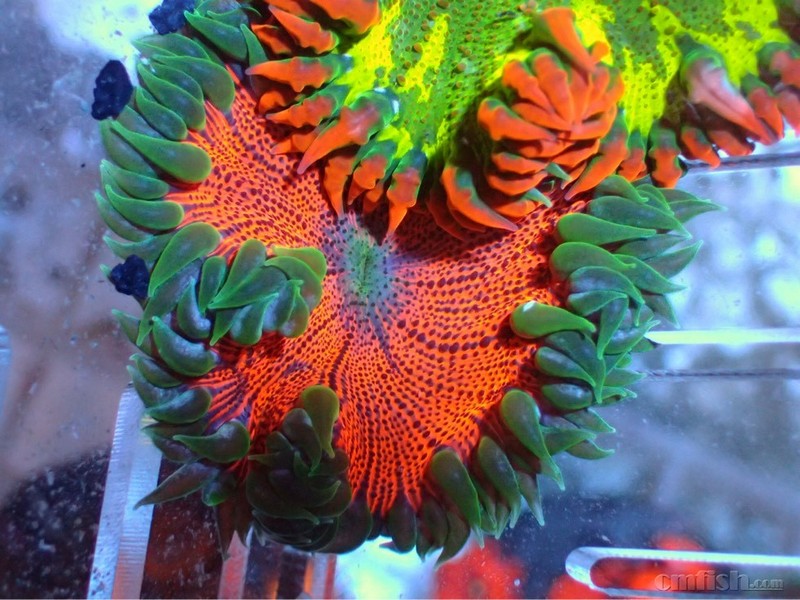 美国石葵就几个