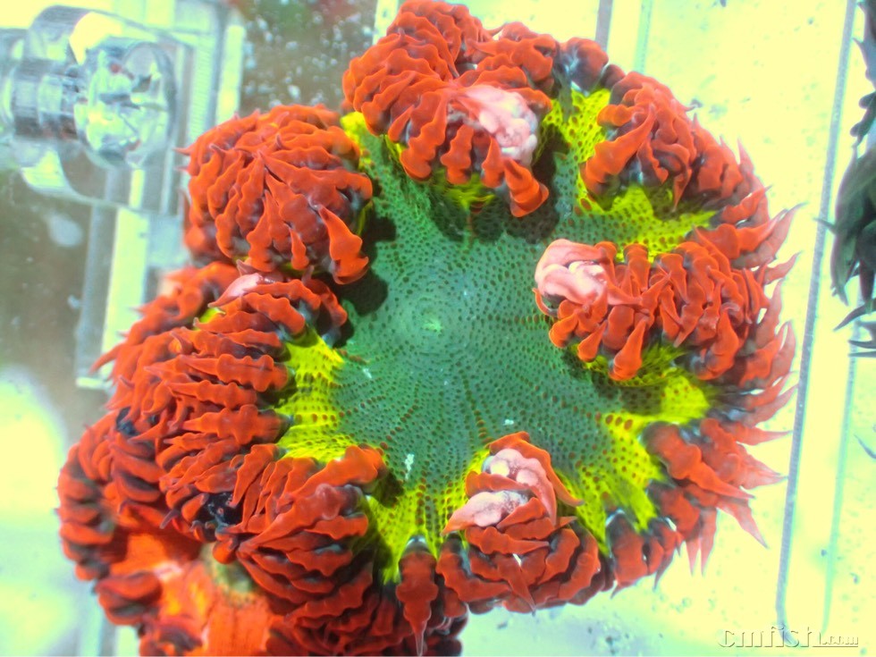 全部稳定颗粒,检疫养定鱼接受预订   微信 a87190851 宝丰花鸟市场2