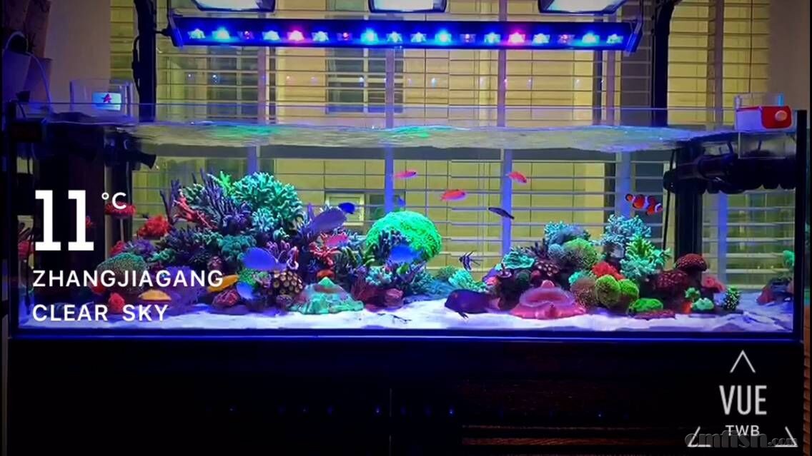 新开缸柏林系统sps混养1 60 35矮缸 硬珊瑚缸展示区 Sps Reef Tank Cmf海友论坛 手机版 Powered By Discuz