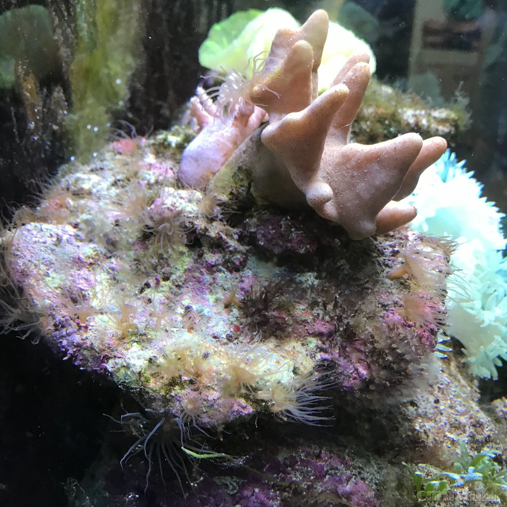 缸里的鬼手杂海葵泛滥,求助有效的办法除掉