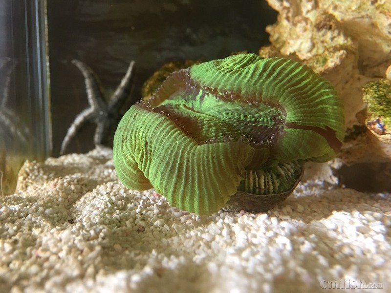 八字脑是不是脱骨了