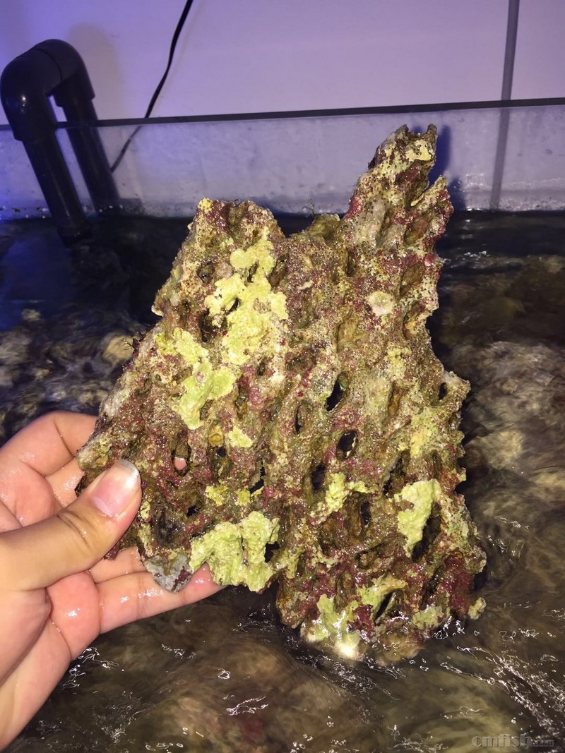 【嵘晨水族】印尼珊瑚礁海域活石