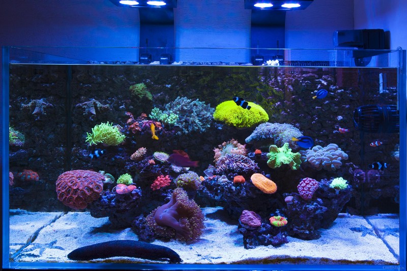 新人新缸小成,新年擦缸晒照片 - lps珊瑚及软体 - 海友论坛 - powered