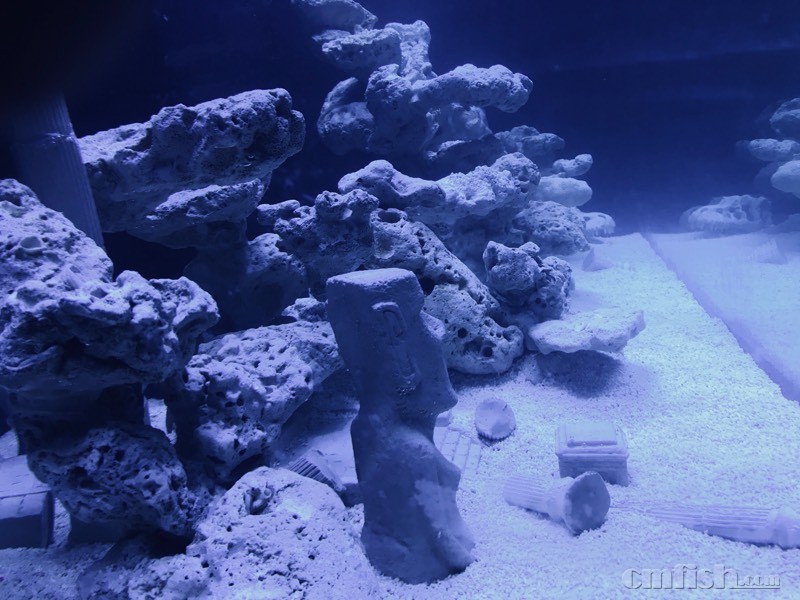 【开缸记录】音乐吧柏林sps缸