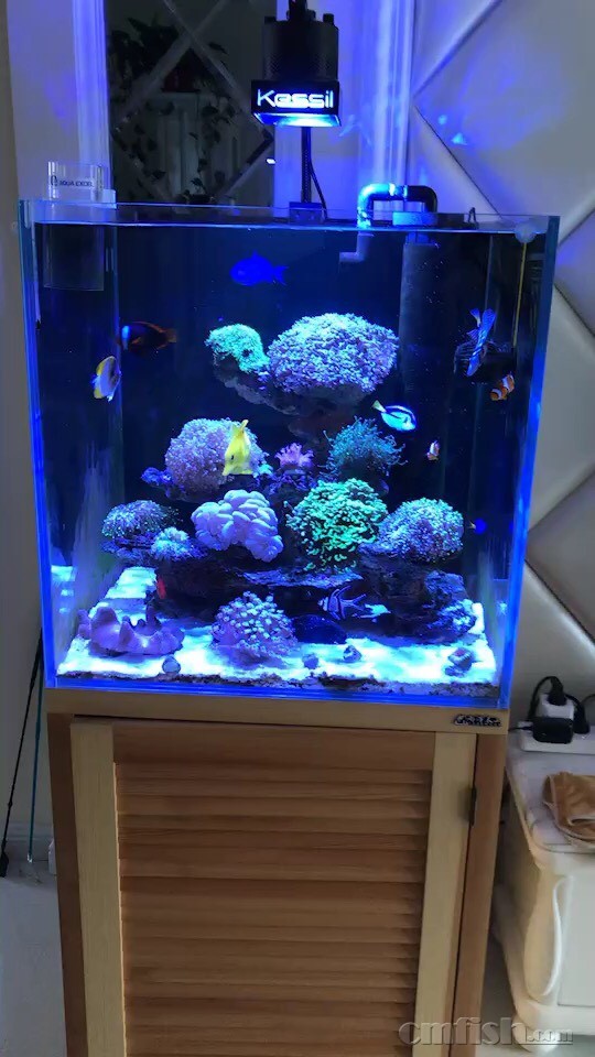 上岸出造景,珊瑚