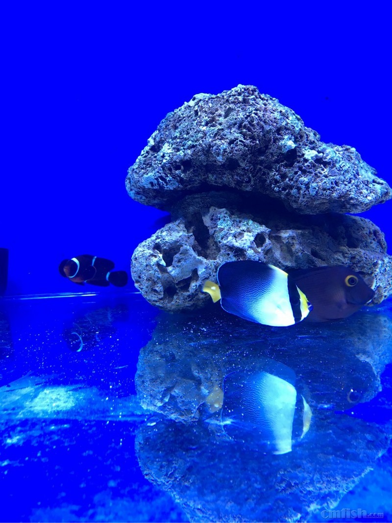 论坛首页 69 ※ 海水生物讨论区※ 69 疾病sos 69 黄尾仙