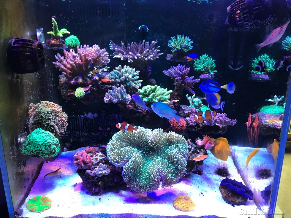 路飞一年半的60缸～ - sps硬骨珊瑚 - cmf海友论坛 - powered by