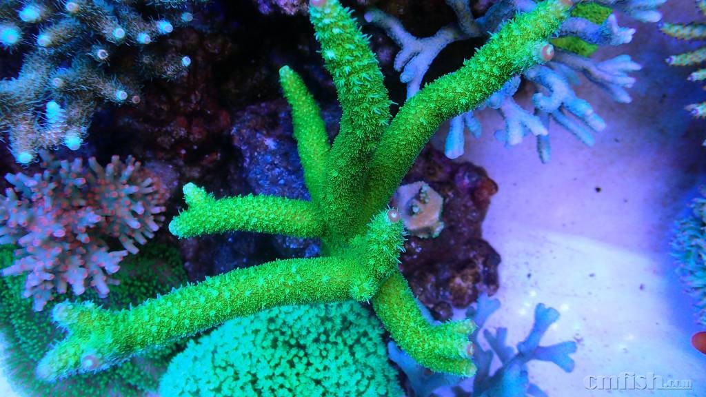 201658g0cb0u7ut1co889z.jpg