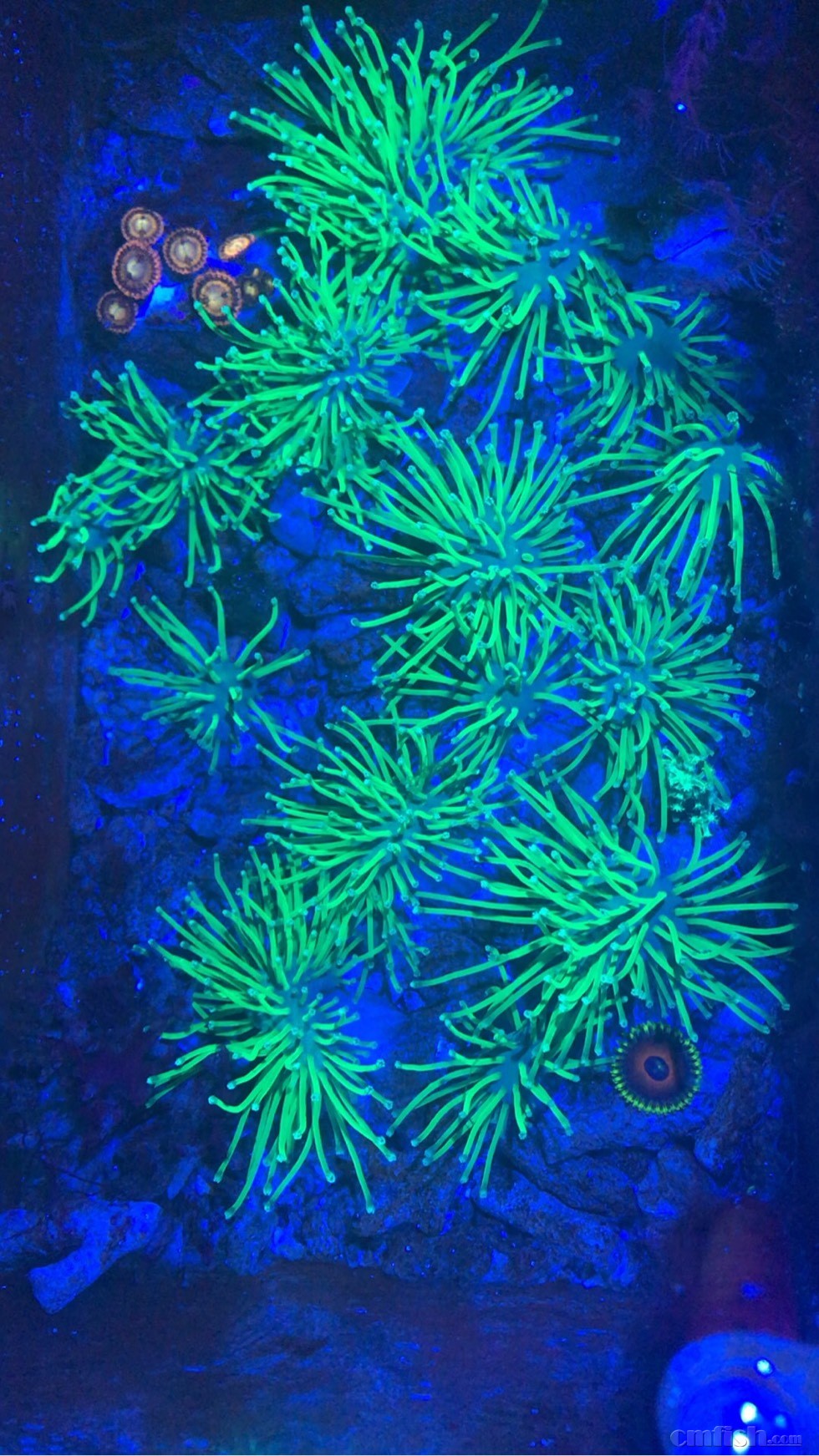 自己繁殖的荧光绿菲皮数块