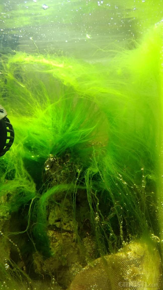 请教下绿丝藻是高等藻还是低等藻呢
