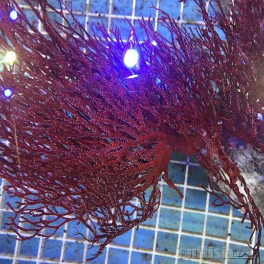 69 广州海峰水族-专业海水鱼珊瑚批发 69 斐济红海树!