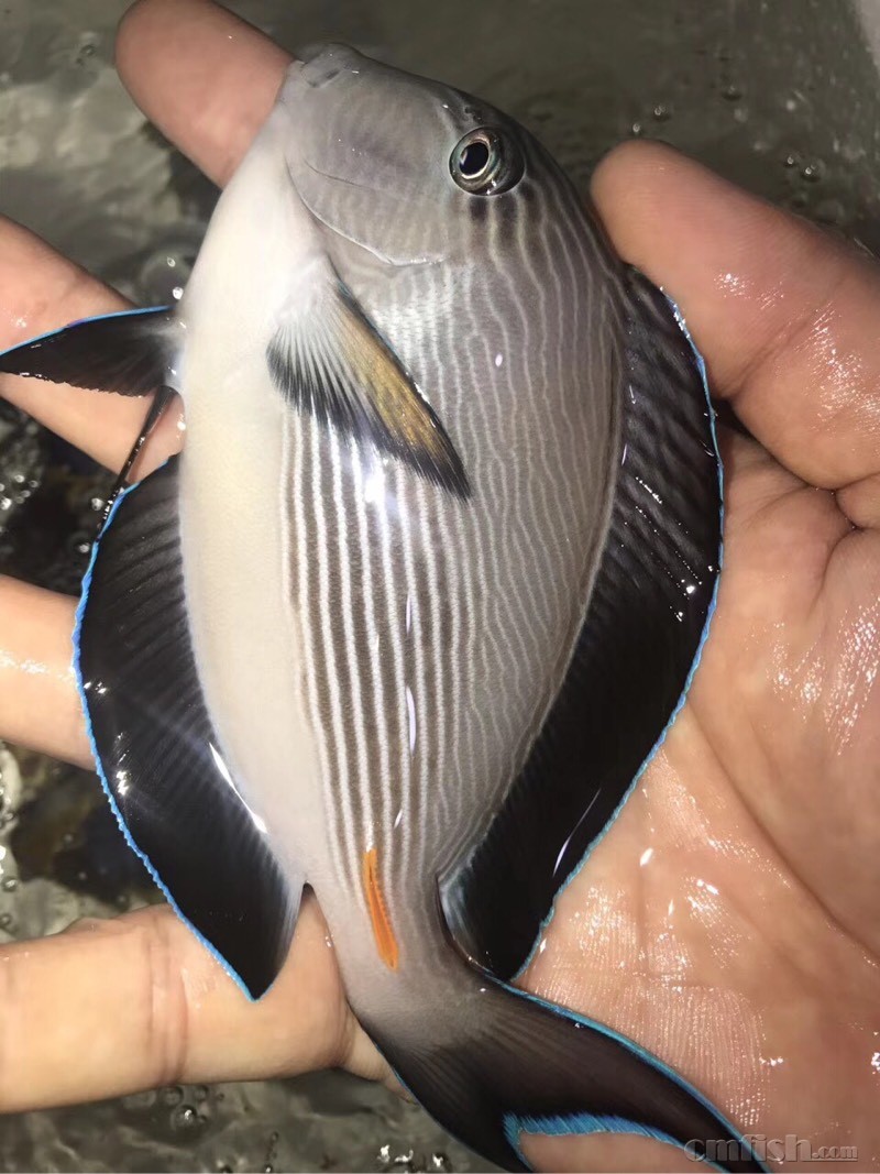 红海紫吊,红海骑士,q蓝,价格优惠