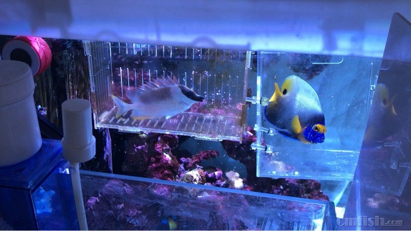 七彩狐狸.60cm阿卡迪亚led灯管.混合鱼粮