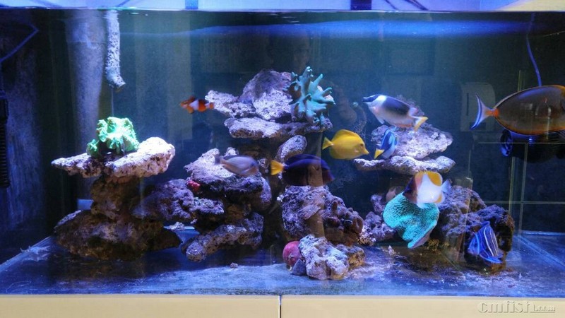 出老鱼 秒颗粒七彩狐狸 12