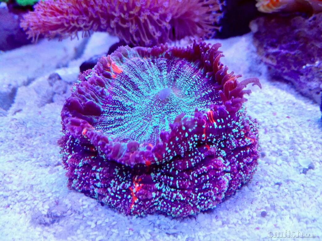 缸有点小,富士脑水晶脑八字脑打架吗,养过的大咖说说,感谢!