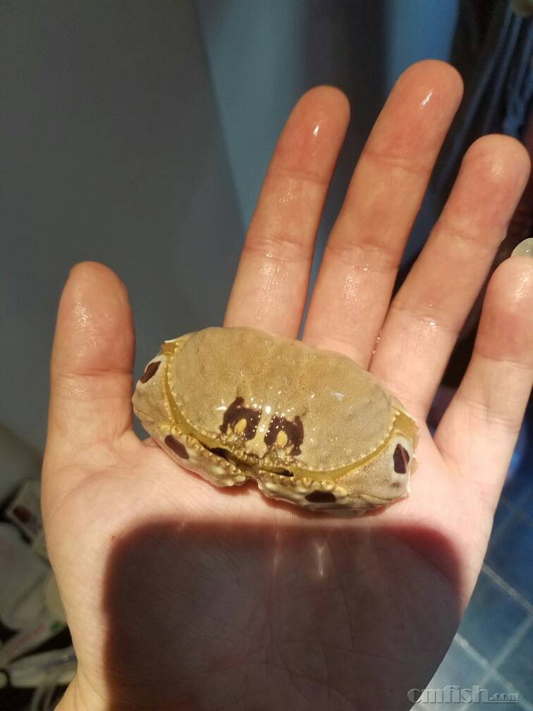 [出售]生物,喷水蟹一只(支持换购)