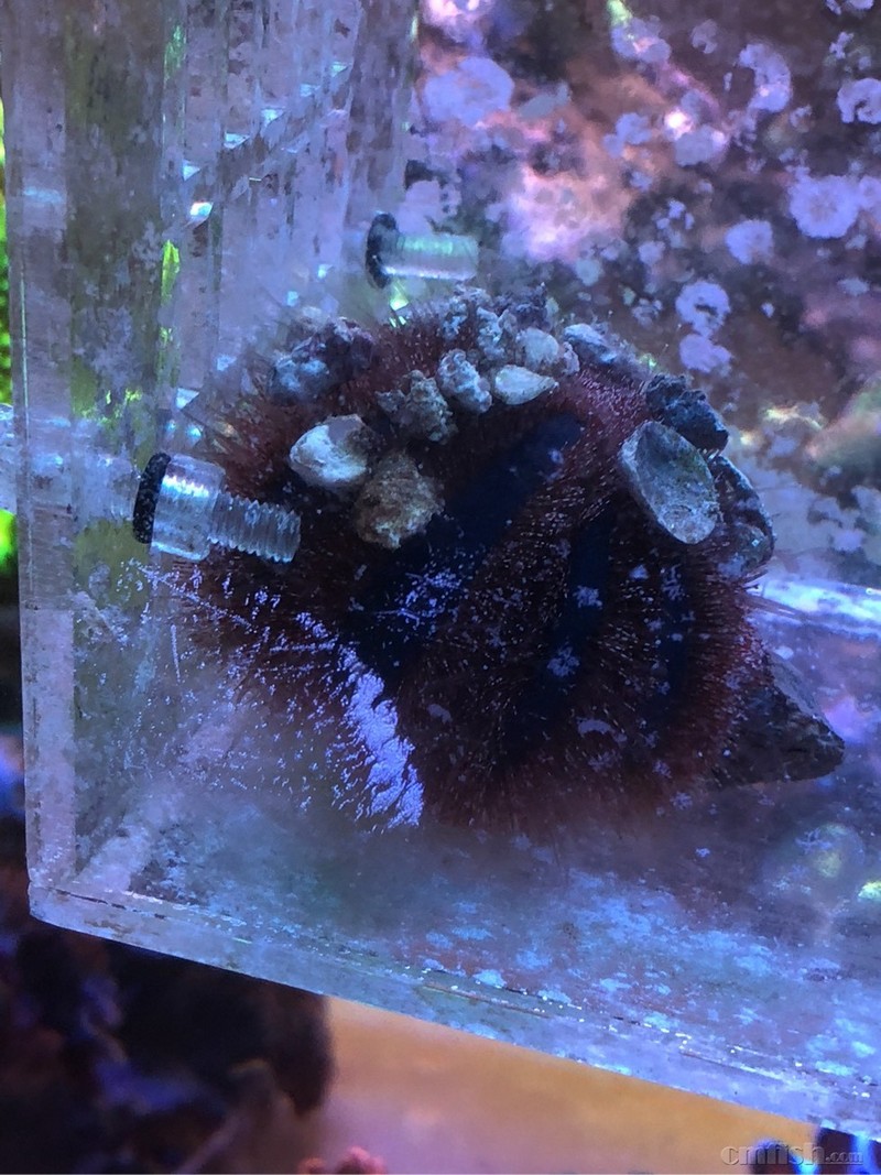 出蓝礼服海胆一个